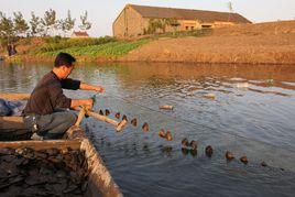 珍珠養殖 珍珠養殖
