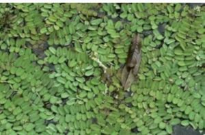 溪生裂胞藻 溪生裂胞藻