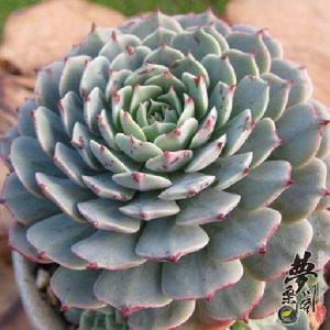 紙風車蓮 紙風車蓮