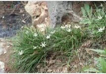 窪瓣花屬 窪瓣花屬