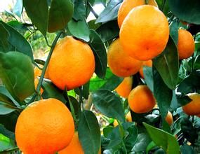 雪峰蜜桔 雪峰蜜桔