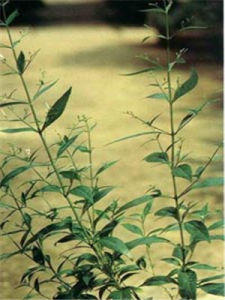 穿心蓮[爵床科植物]