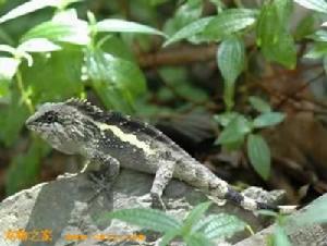 （圖）昆明攀蜥