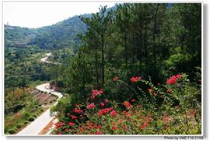 大帽山農場 大帽山農場