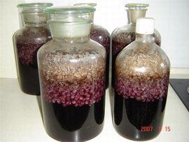 自製葡萄酒 自製葡萄酒