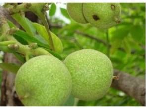 隴薄香2號 隴薄香2號