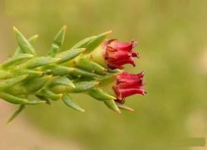 直莖紅景天 直莖紅景天