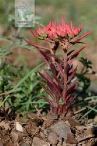 鋸葉石蓮 鋸葉石蓮