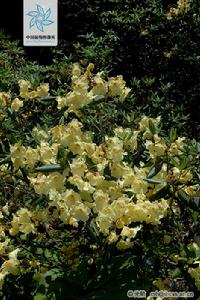 糙毛杜鵑 糙毛杜鵑