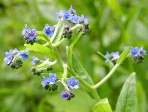 琉璃草族 琉璃草族