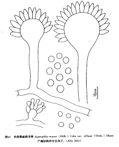 米麴黴疏展變種 米麴黴疏展變種