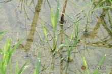 水稻苗疫病 水稻苗疫病