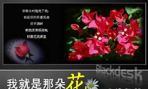 我就是那朵花 我就是那朵花