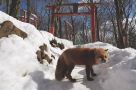 狐狸村[日本宮城縣白石市西北部村莊]