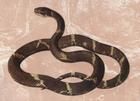 棕黑錦蛇 棕黑錦蛇