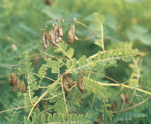 膜莢黃芪 膜莢黃芪