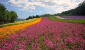 保加利亞玫瑰谷