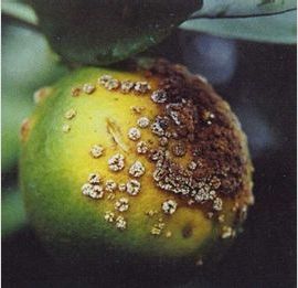 柑橘潰瘍病 柑橘潰瘍病