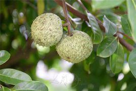 刺番荔枝 刺番荔枝