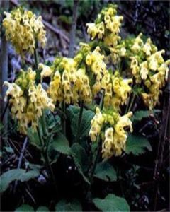 黃花雪山鼠尾 黃花雪山鼠尾