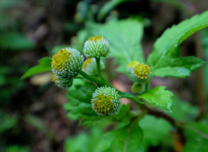 魚眼草屬 魚眼草屬