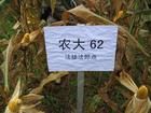 農大62 農大62