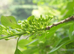 糙薄葉鼠李 糙薄葉鼠李