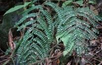 小花酸藤子 小花酸藤子