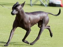 墨西哥無毛犬