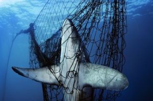 網中的長尾鯊