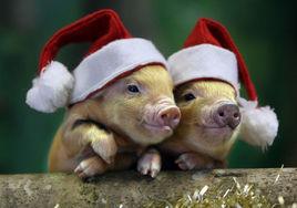 動物動腦筋 動物動腦筋