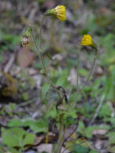 厚喙菊屬 厚喙菊屬