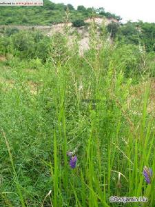 穗序野古草 穗序野古草