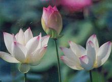 中美雜種蓮種系複色蓮型