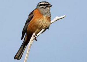 灰胸嶺雀鵐 灰胸嶺雀鵐