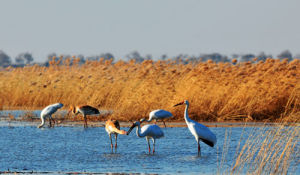 吉林莫莫格國家級自然保護區中的白鶴