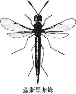 螽斯黑卵蜂 螽斯黑卵蜂