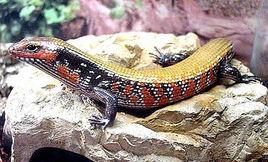 火焰石龍子 火焰石龍子