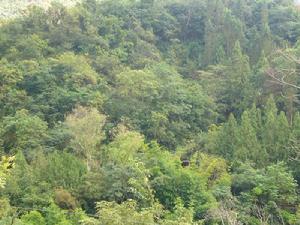 阿賴一組村-山林