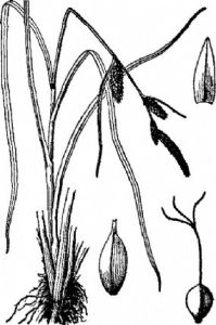 帕米爾苔草 帕米爾苔草