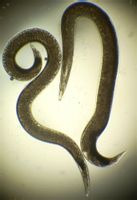 寄生動物 寄生動物