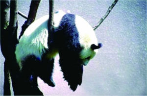 《自掛東南枝》