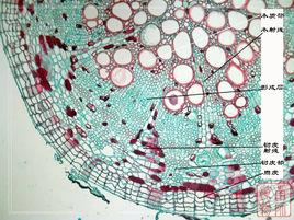 維管射線 維管射線