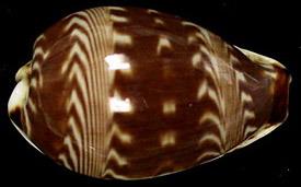 山水寶螺 山水寶螺