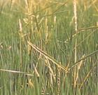 藤倉小角霉 藤倉小角霉