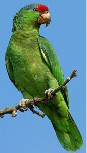  紅冠亞馬遜鸚哥 