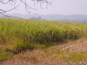 耕地（甘蔗）