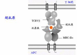 超抗原 超抗原