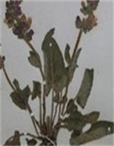 東川鼠尾 東川鼠尾