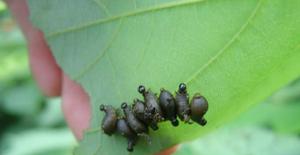 楊直角葉蜂 楊直角葉蜂